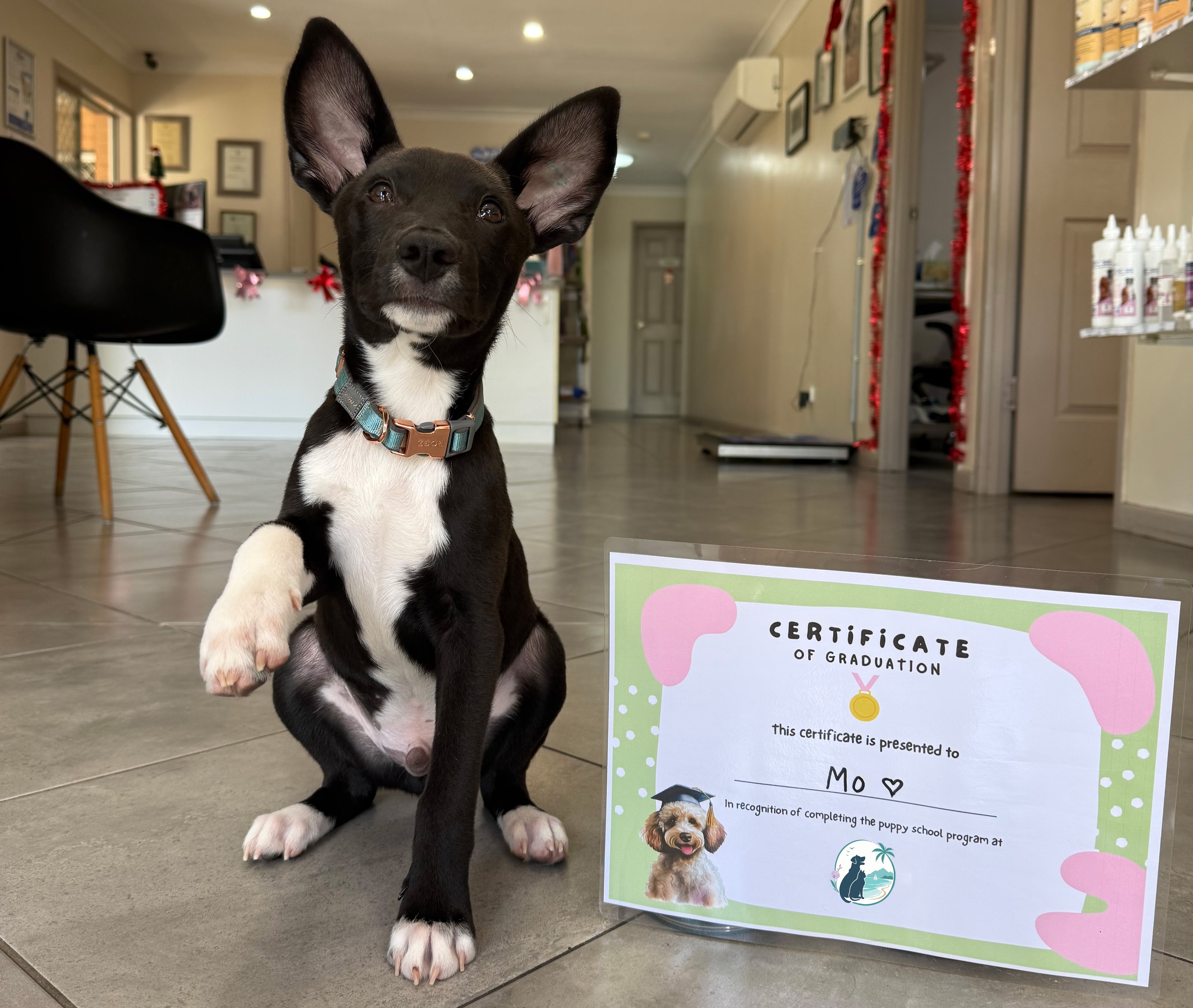 Puppies at Airlie Beach Veterinary Surgery puppy school